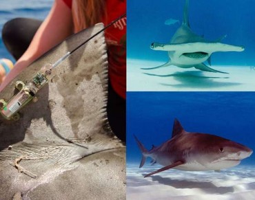 Study Says Marine Protected Areas Can Benefit Large Sharks