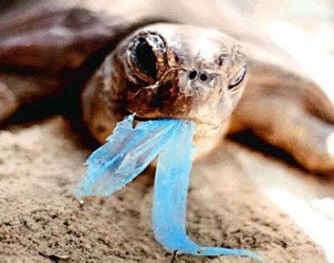 Ban on Plastic Grocery Bags Fails to Pass the California State Senate