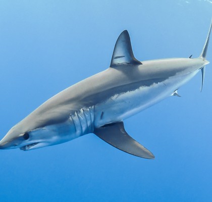 photo by Blue Shark Conservation