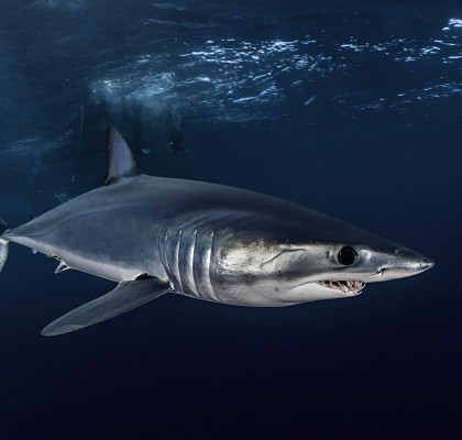 Mako shark - one of the most fished in the world