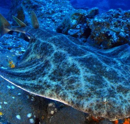 image of angel shark