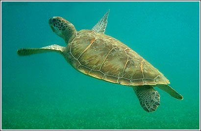 Turtles of Ambergris Caye San Pedro Belize | PADI AWARE