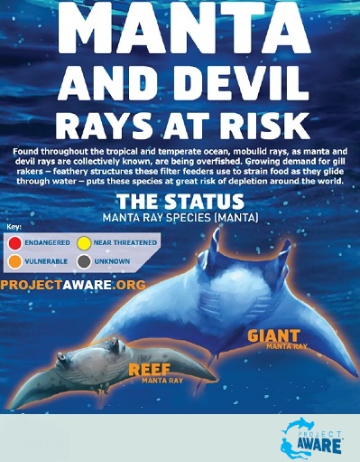 Manta and Devil Rays at Risk Infographic