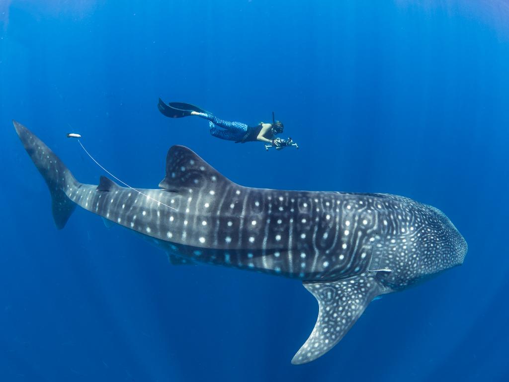 Whale sharks see in dark due to mutation behind blindness in