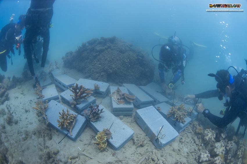 Downbelow Marine Conservation Program with Rip Curl Malaysia