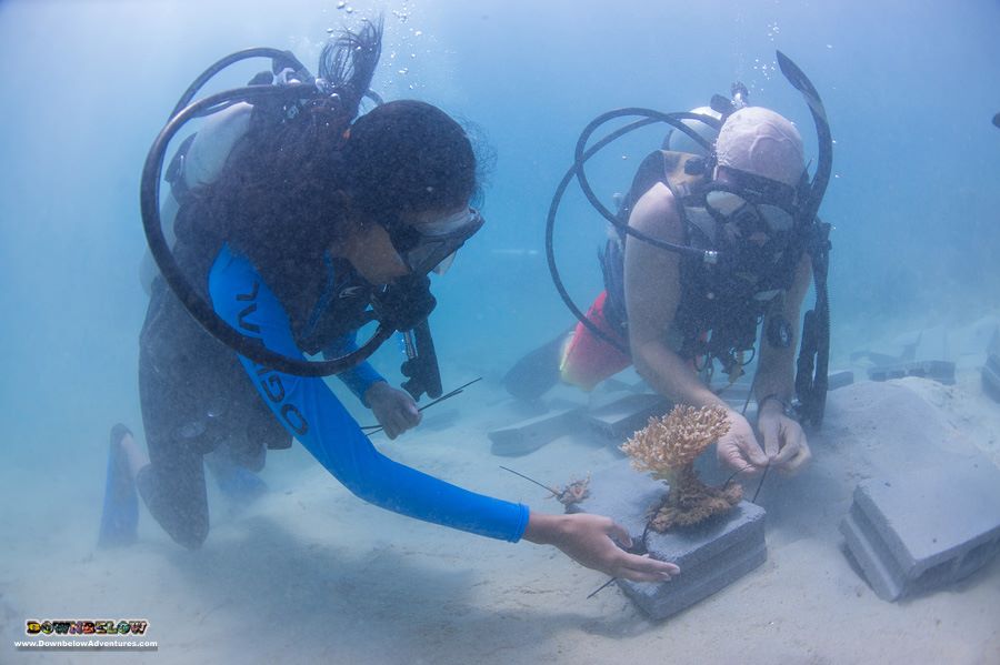 Coral Planting activity during the Downbelow X Rip Curl Marine Conservation Program 2017