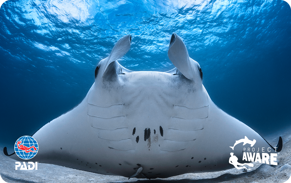 PADI AWARE Certification card with manta ray