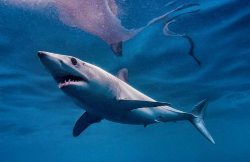 image of mako shark Andy Murch