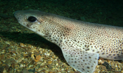 image of dogfish