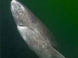 image of greenland shark