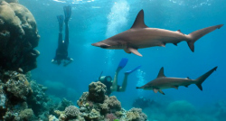 image of scalloped hammerheads and diver