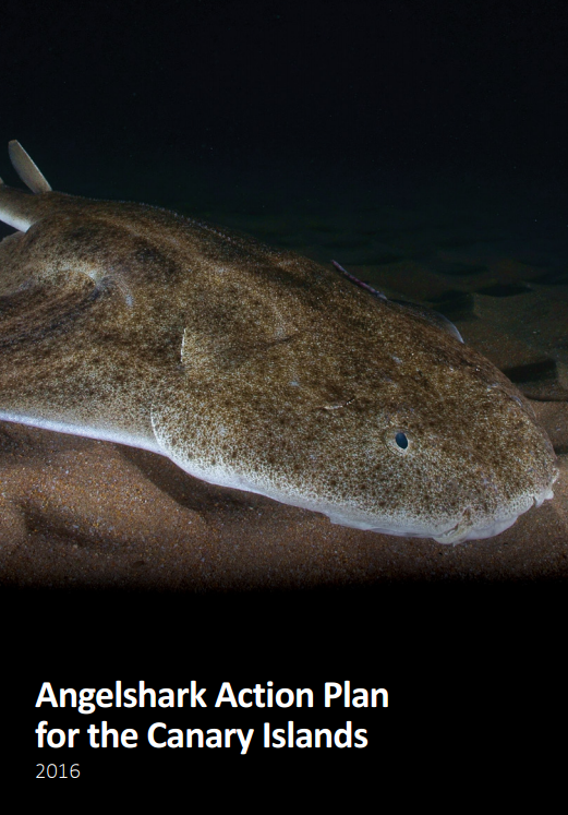 Image of Angel Shark Action Plan