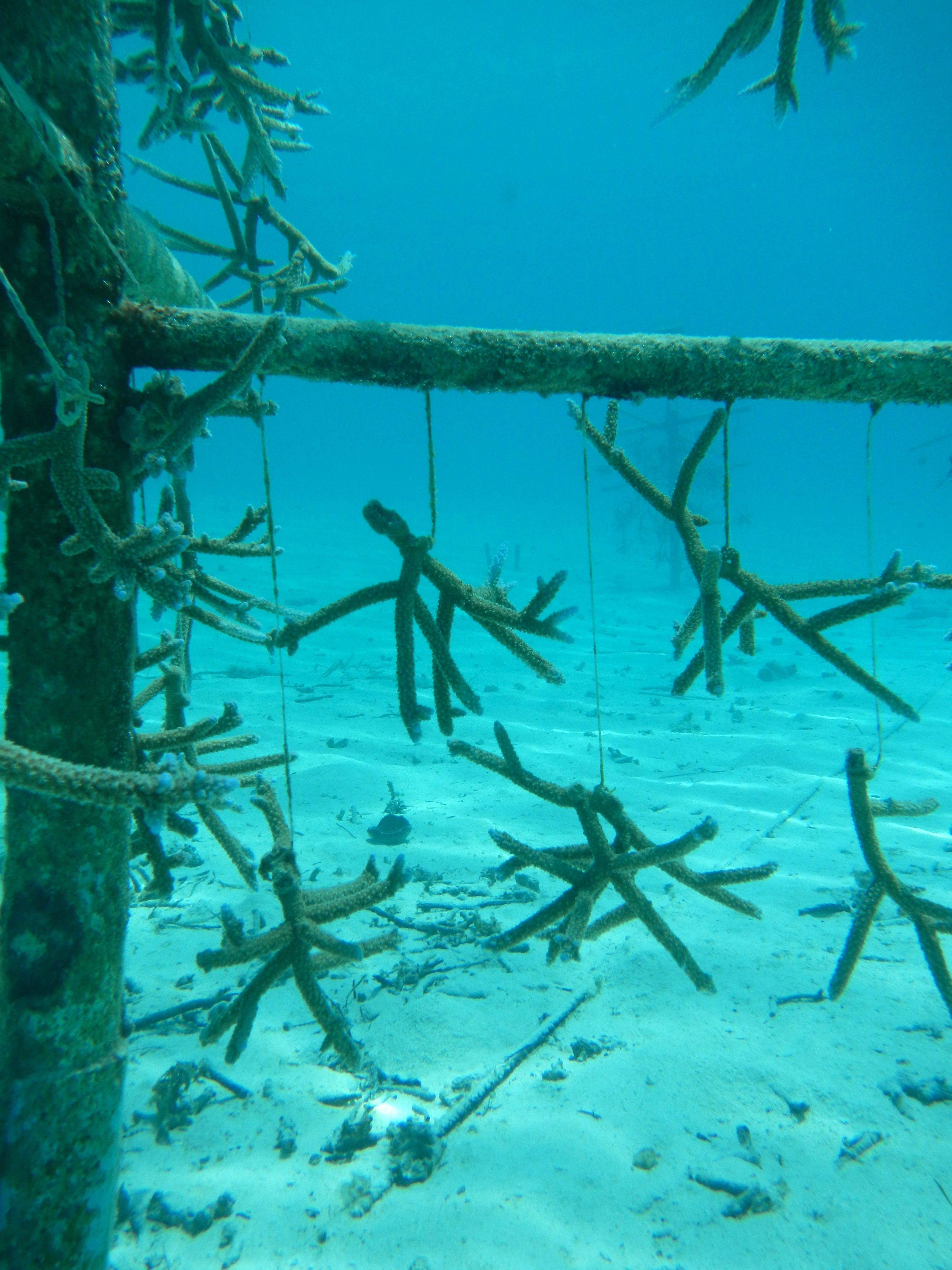 Coral replanting at COMO Maalifushi