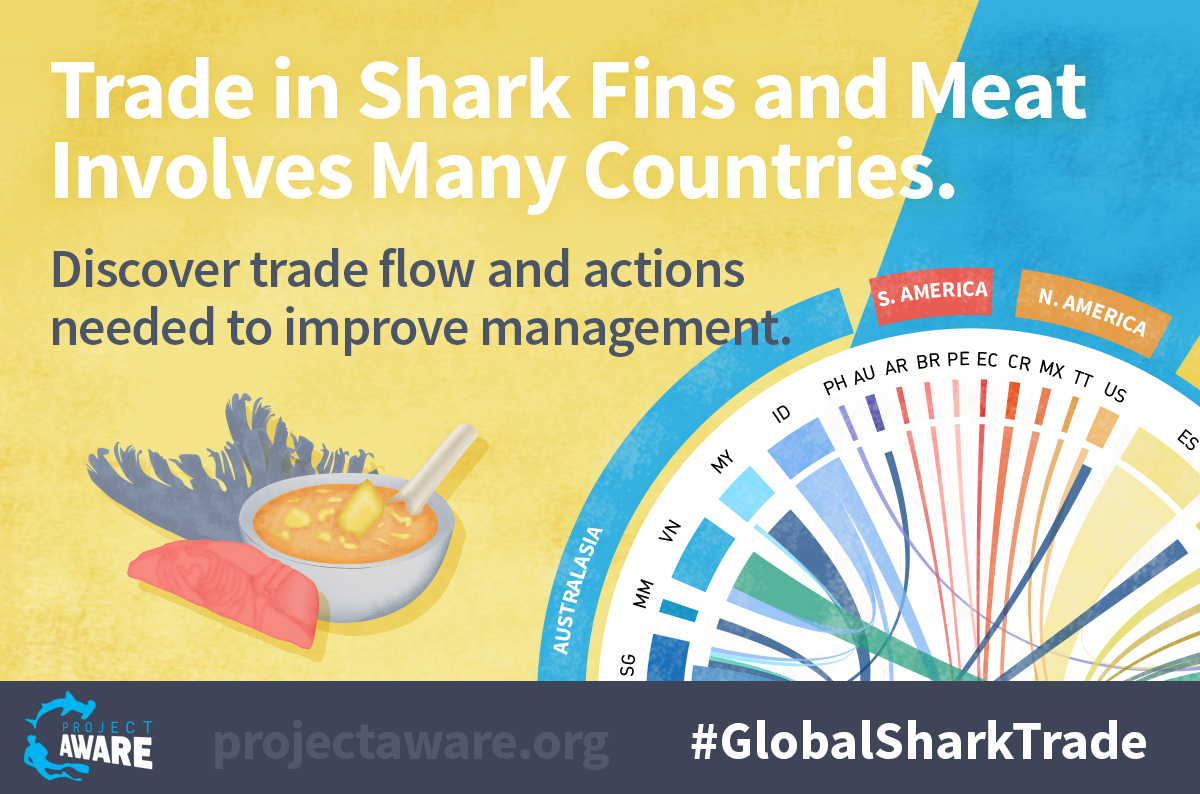 image of global shark trade 4