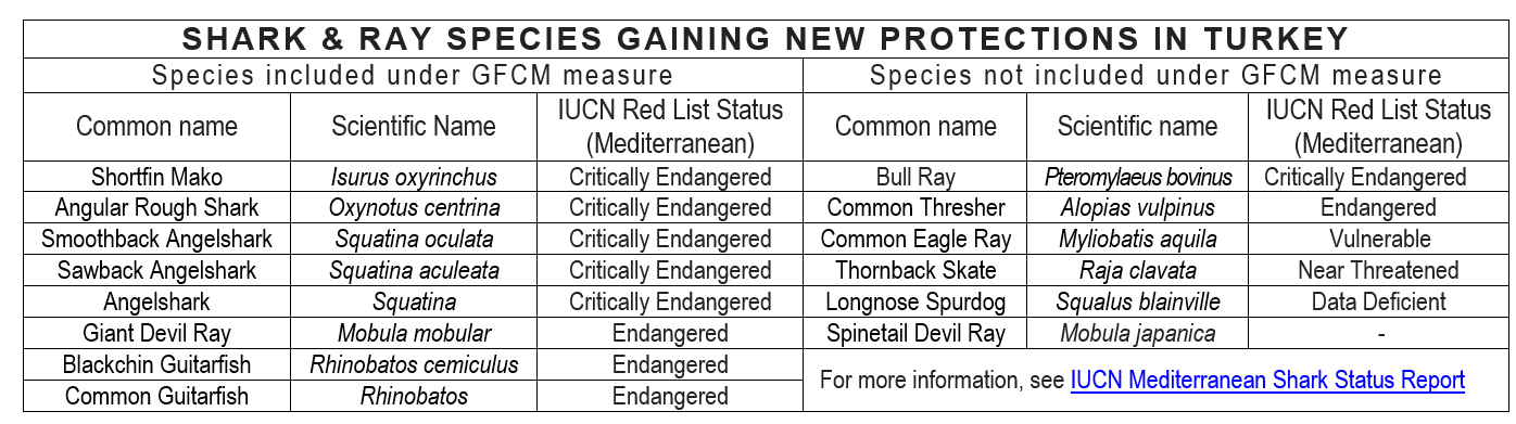 image of shark and ray species GFCM