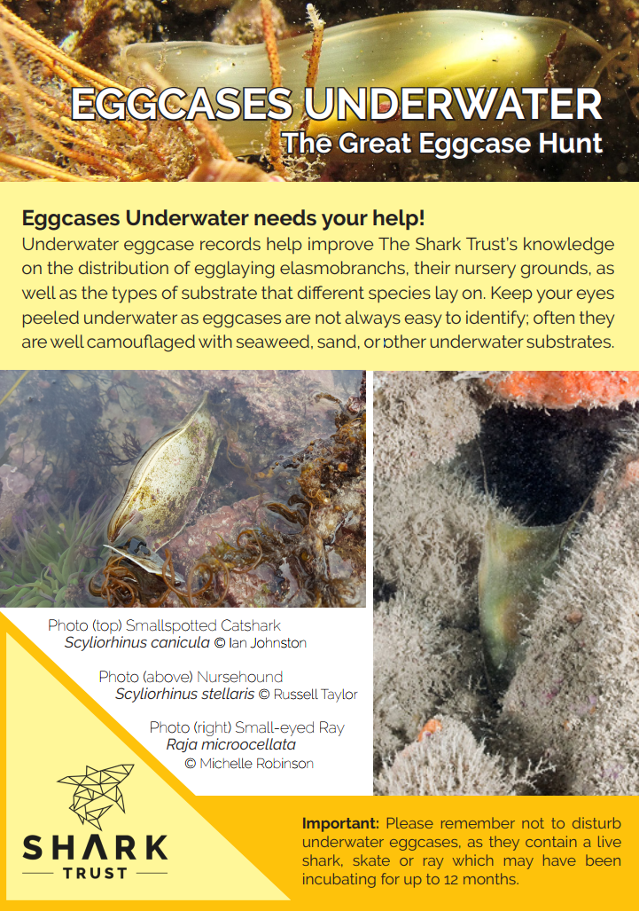 Great Eggcase Hunt page 1