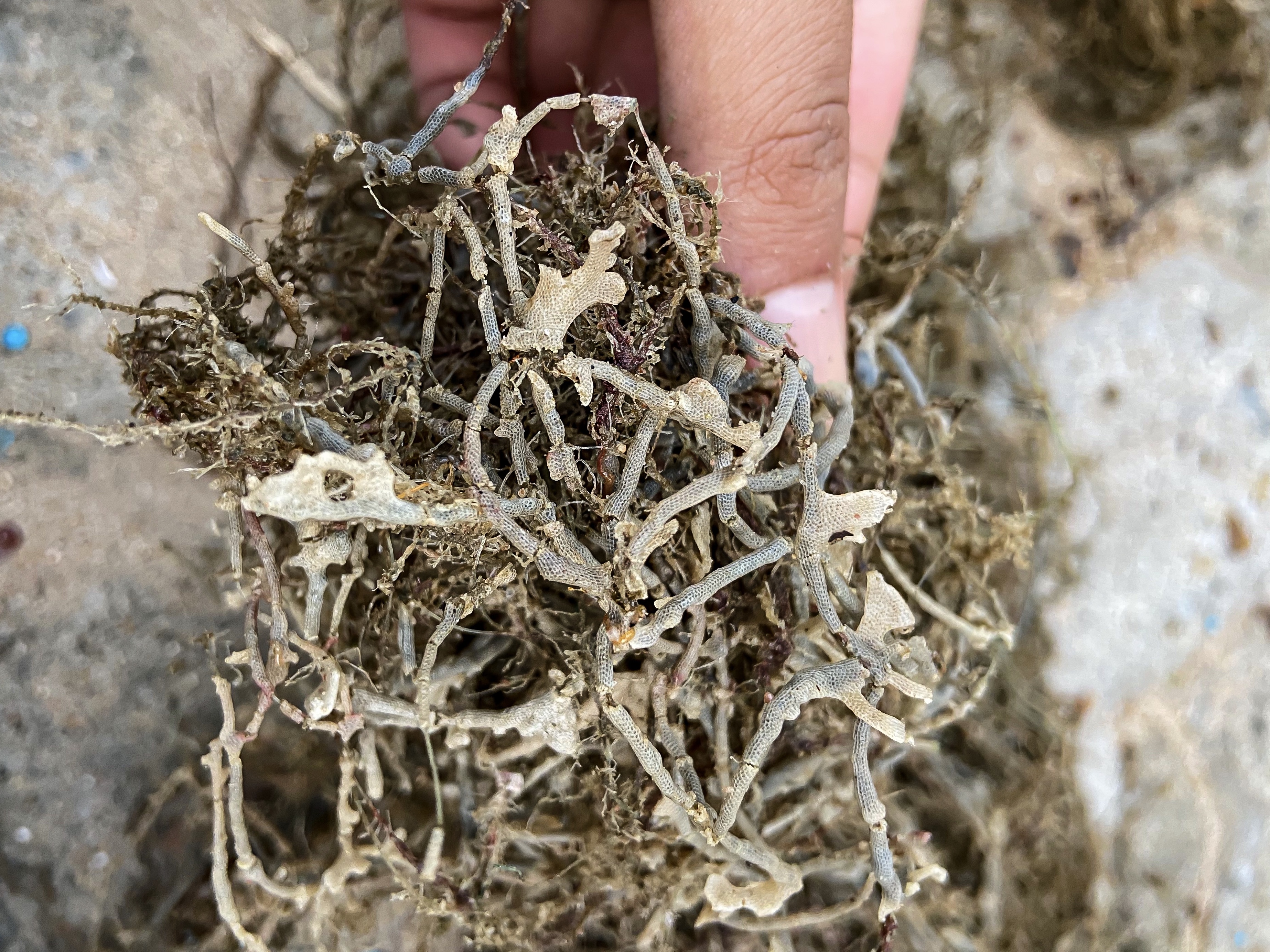 Bryozoan 