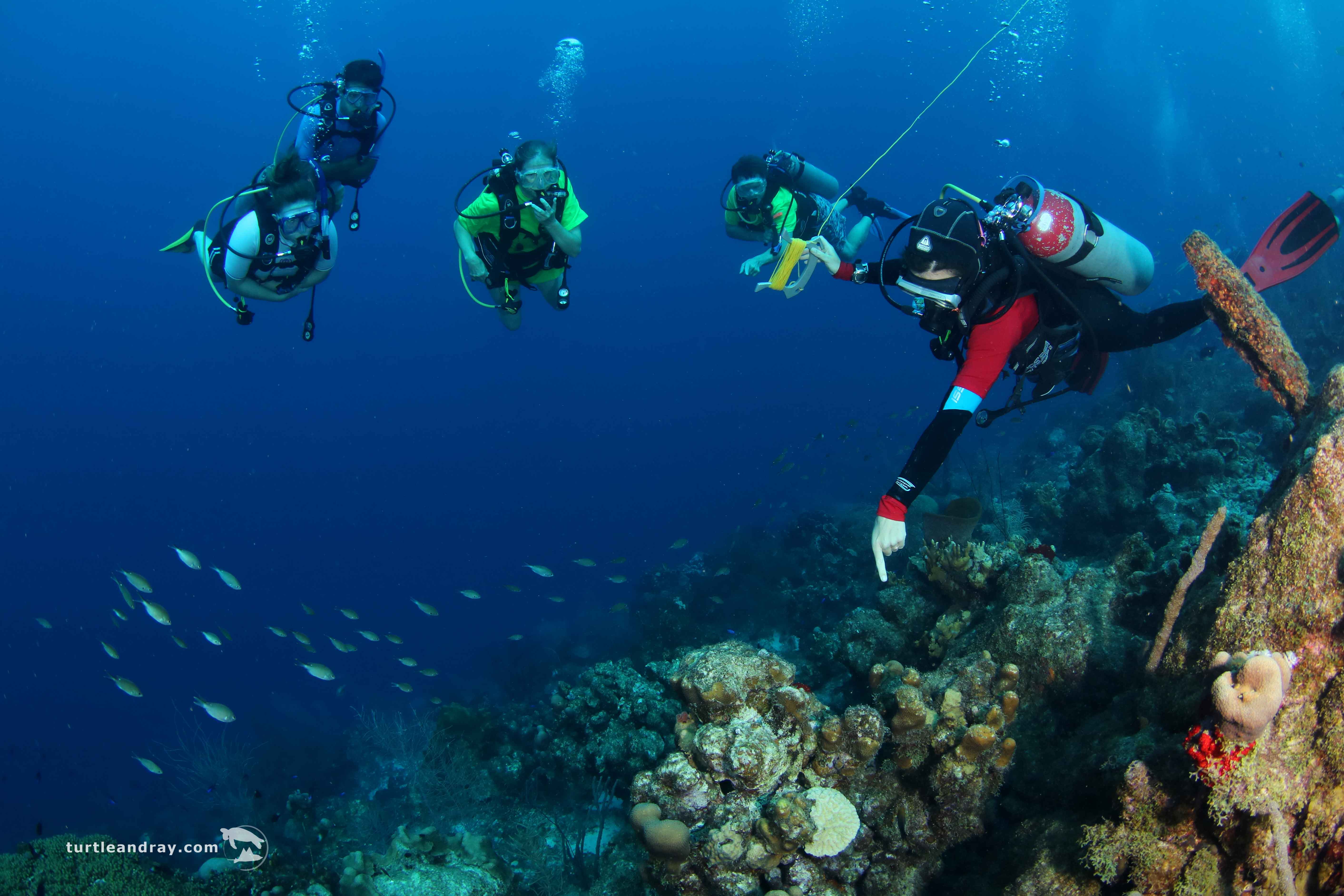 Shore Diving Curacao