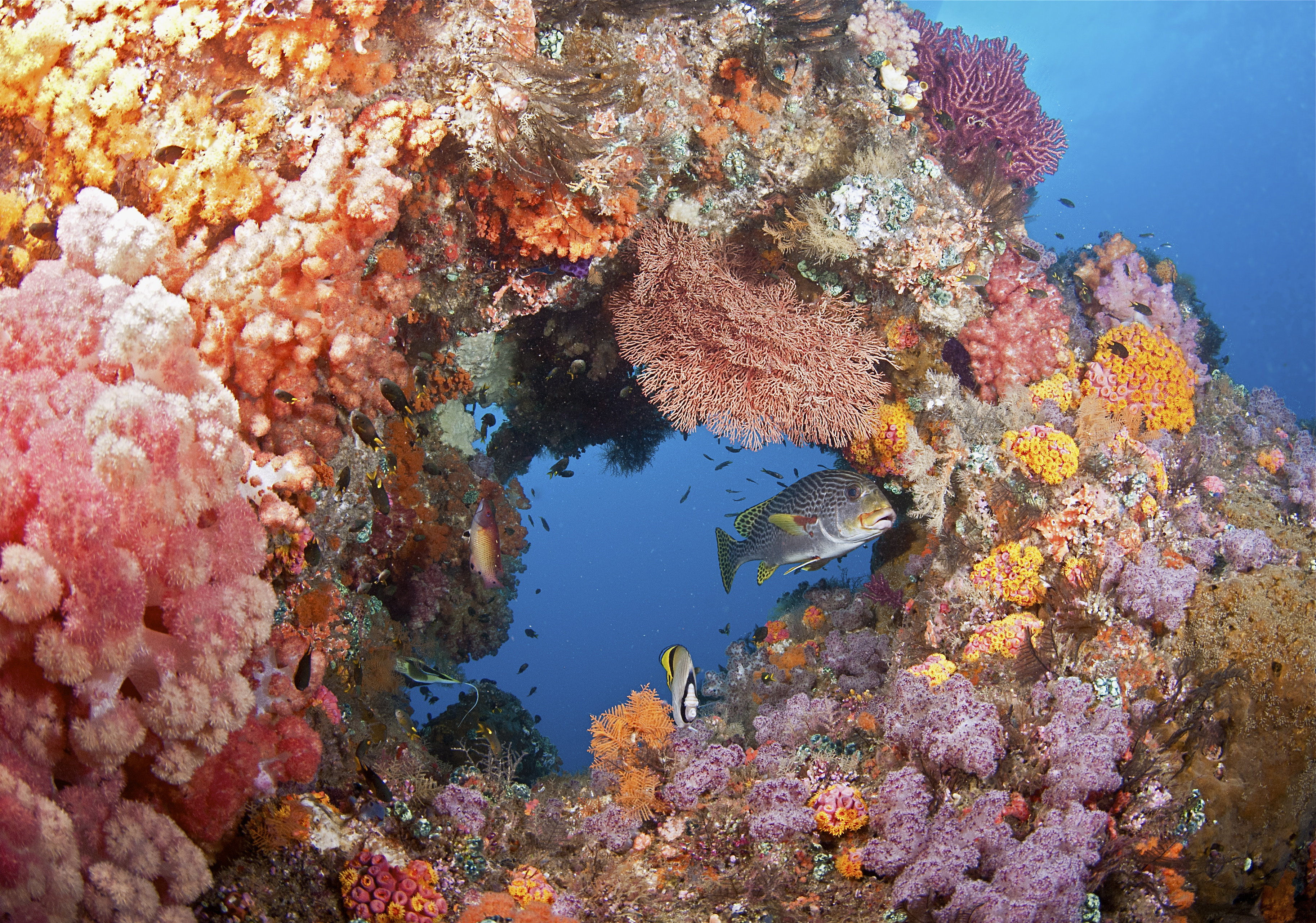 IYORBank_CoralReefs_JayneJenkins_RAJA AMPAT, INDO