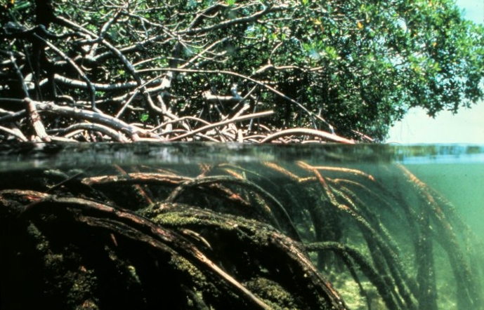 image of mangroves