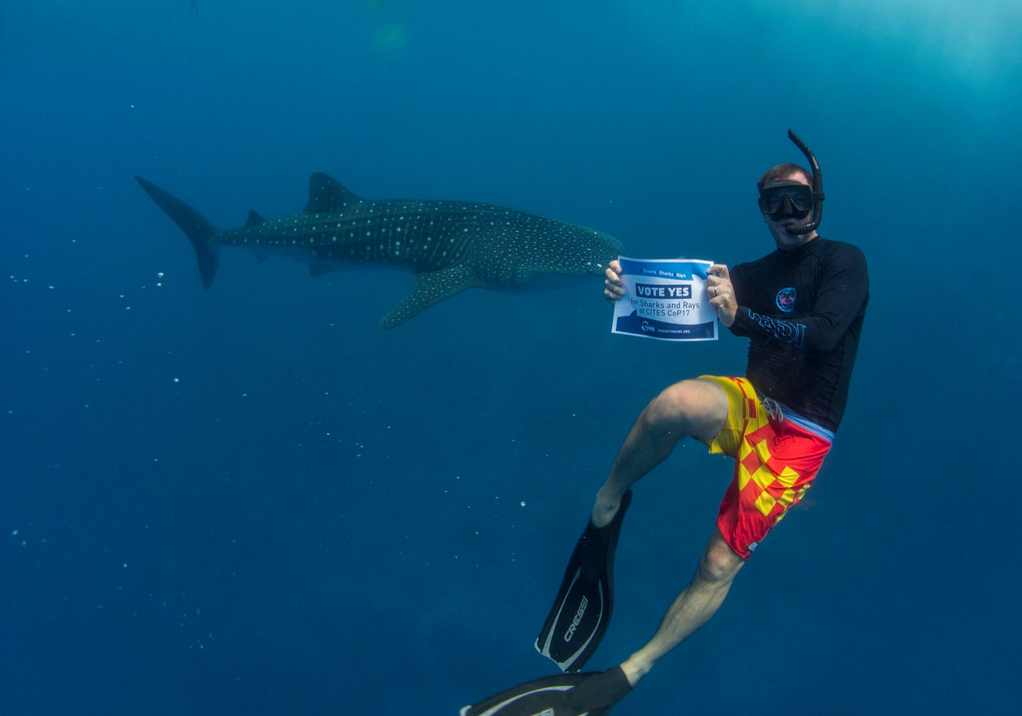 Image of PADI RM with whale shark and #Divers4SharksNRays sign