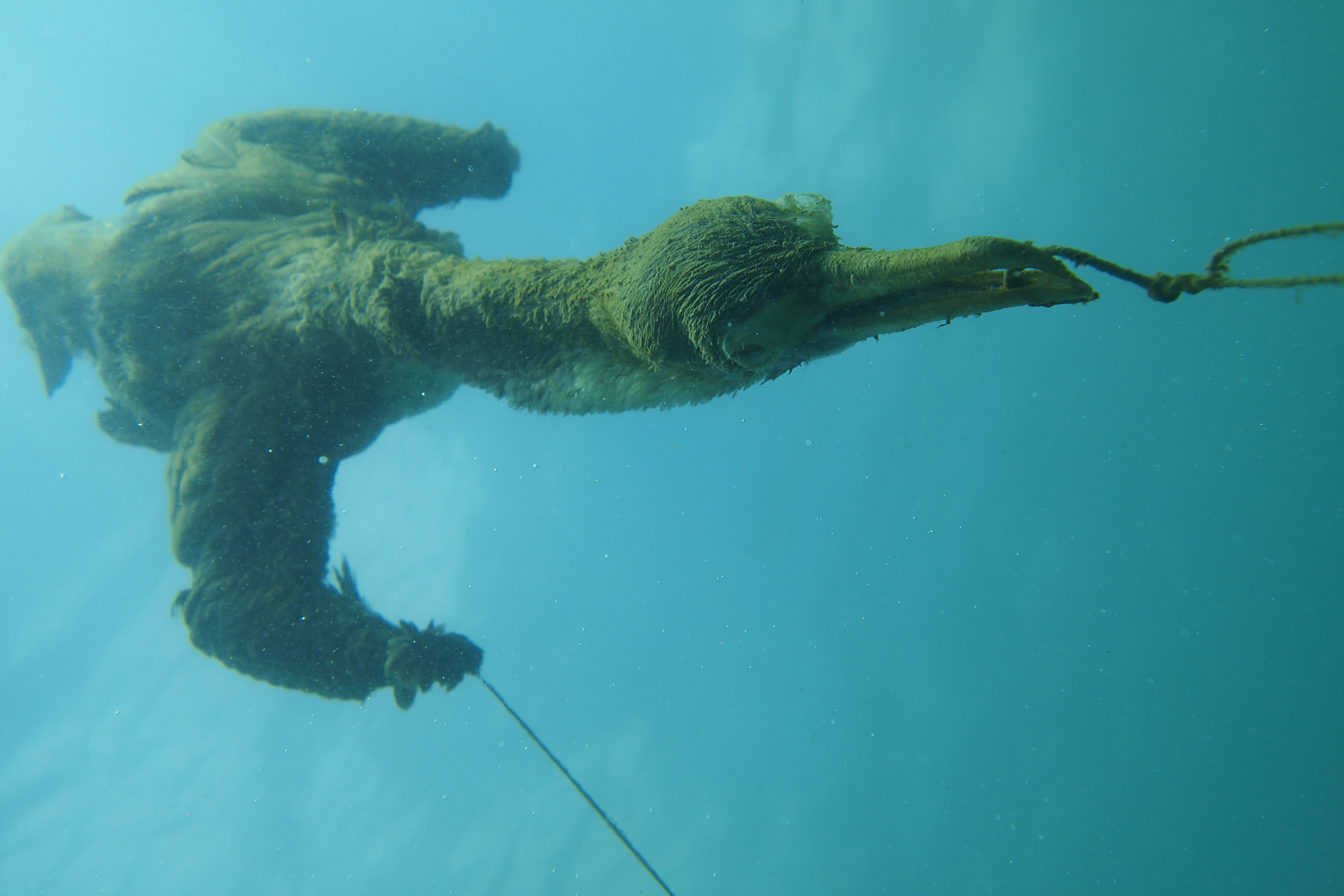 Entangled Shag - March 4th 2017, Ti-Point 