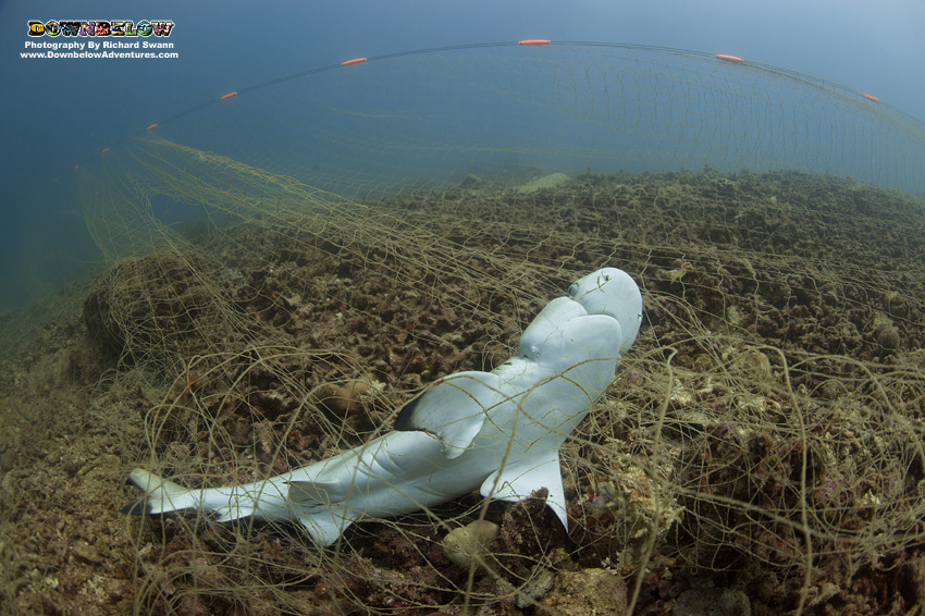 Dive Downbelow, Malaysia, Ghost Nets, Project AWARE