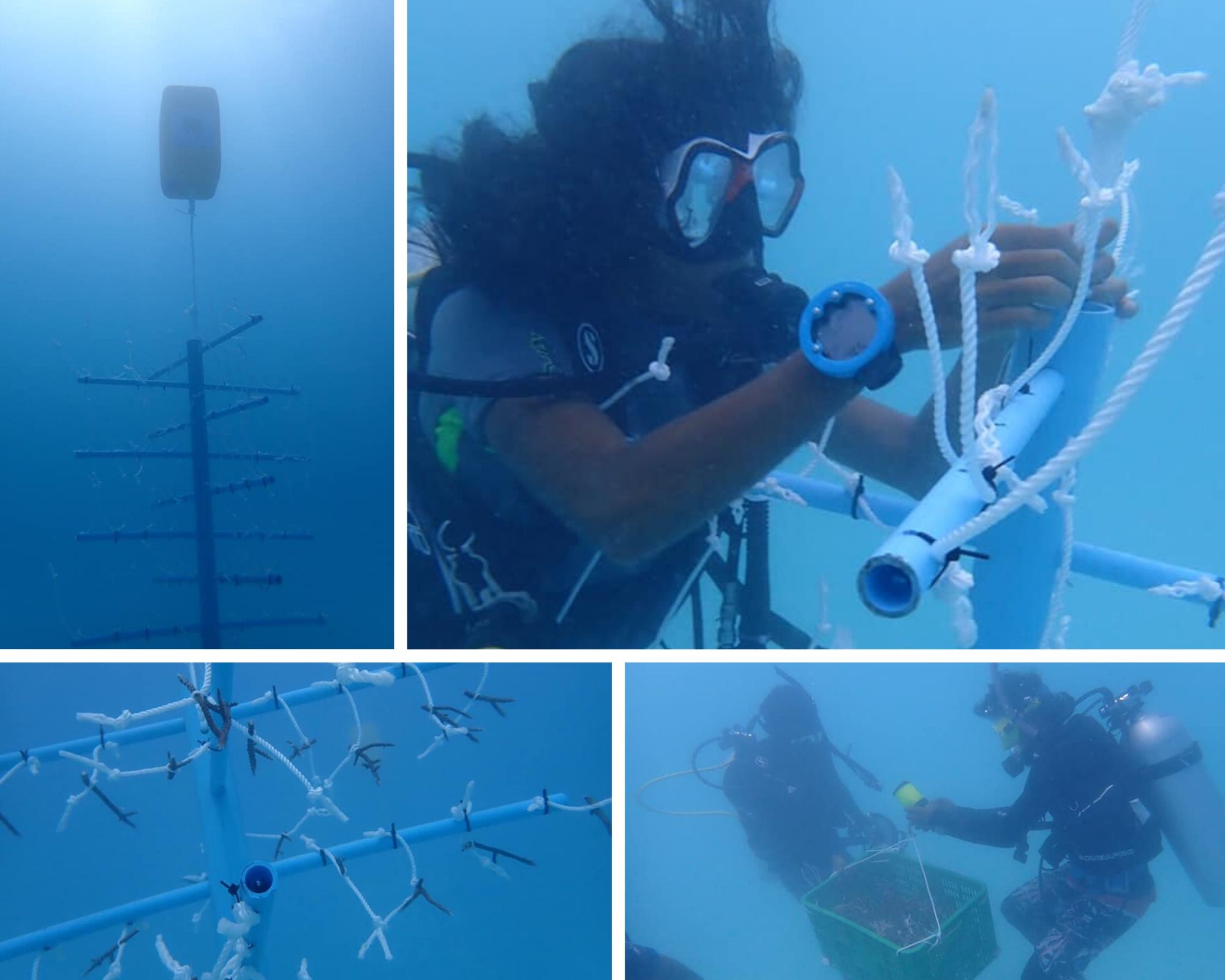 Coral planting at the coral rehabilitation nursery