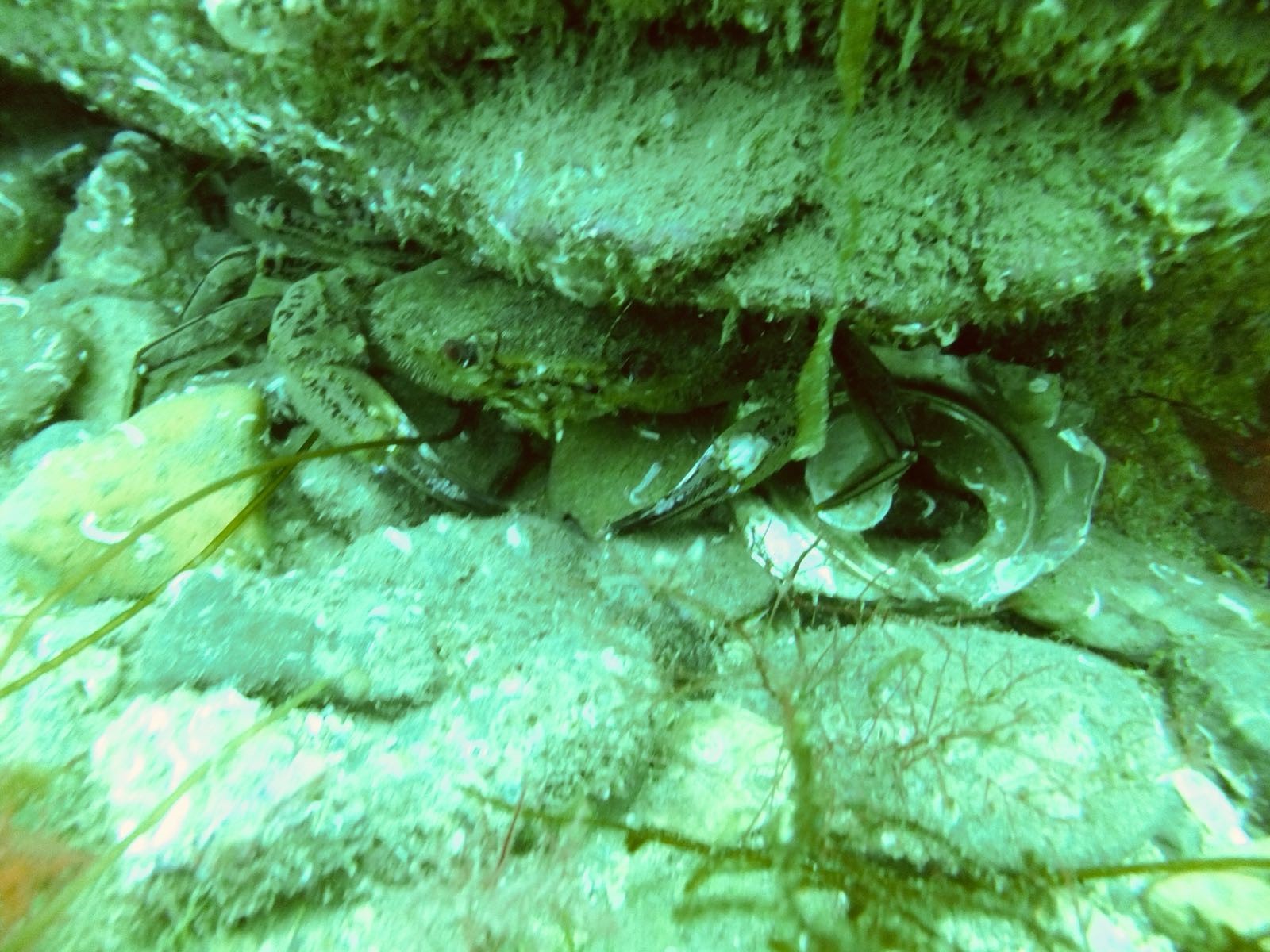 Crab with debris