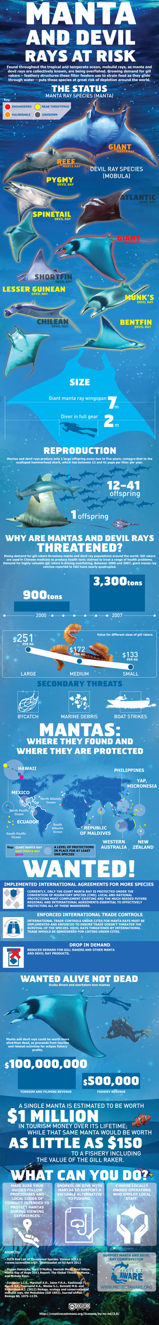 Manta Rays At Risk. An infographic by Project AWARE