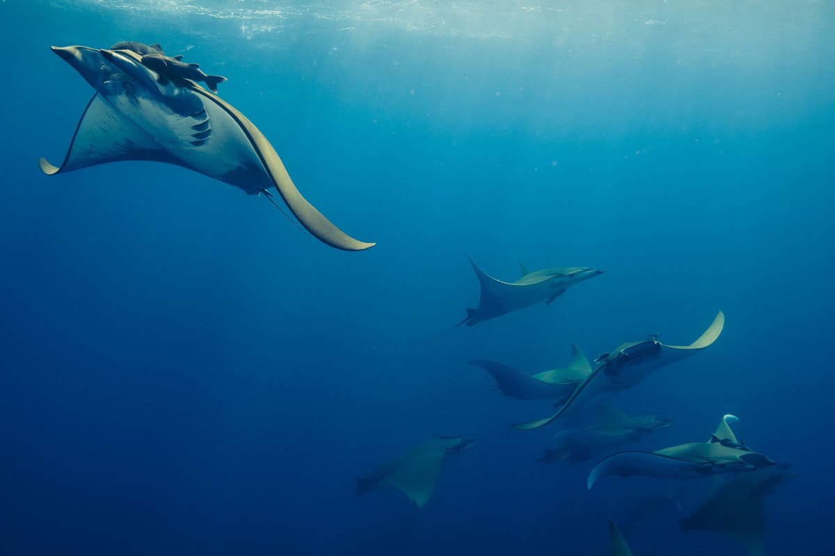 Image of mobula rays by Daniel van Duinkerken Photography