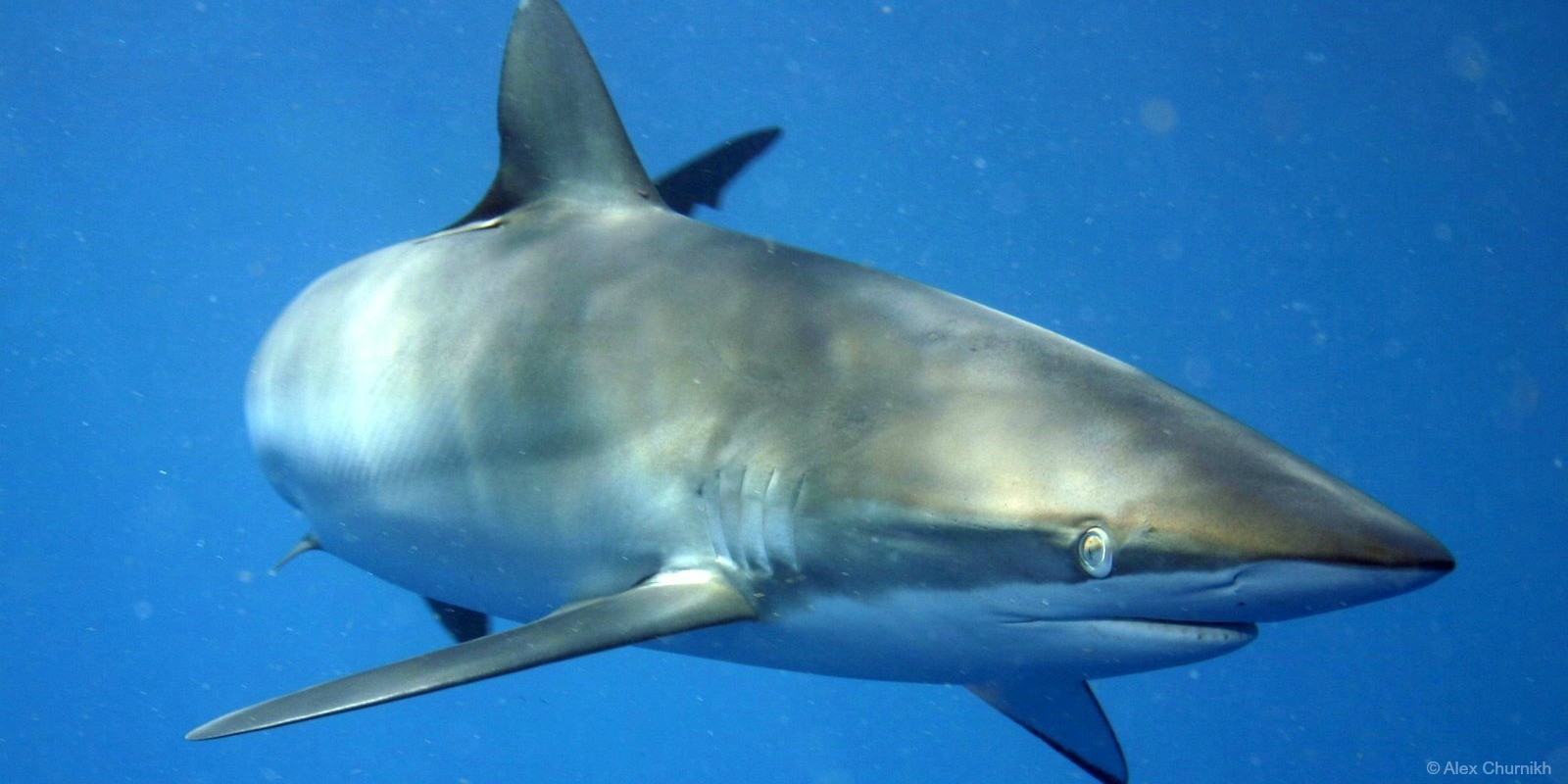 Silky Shark