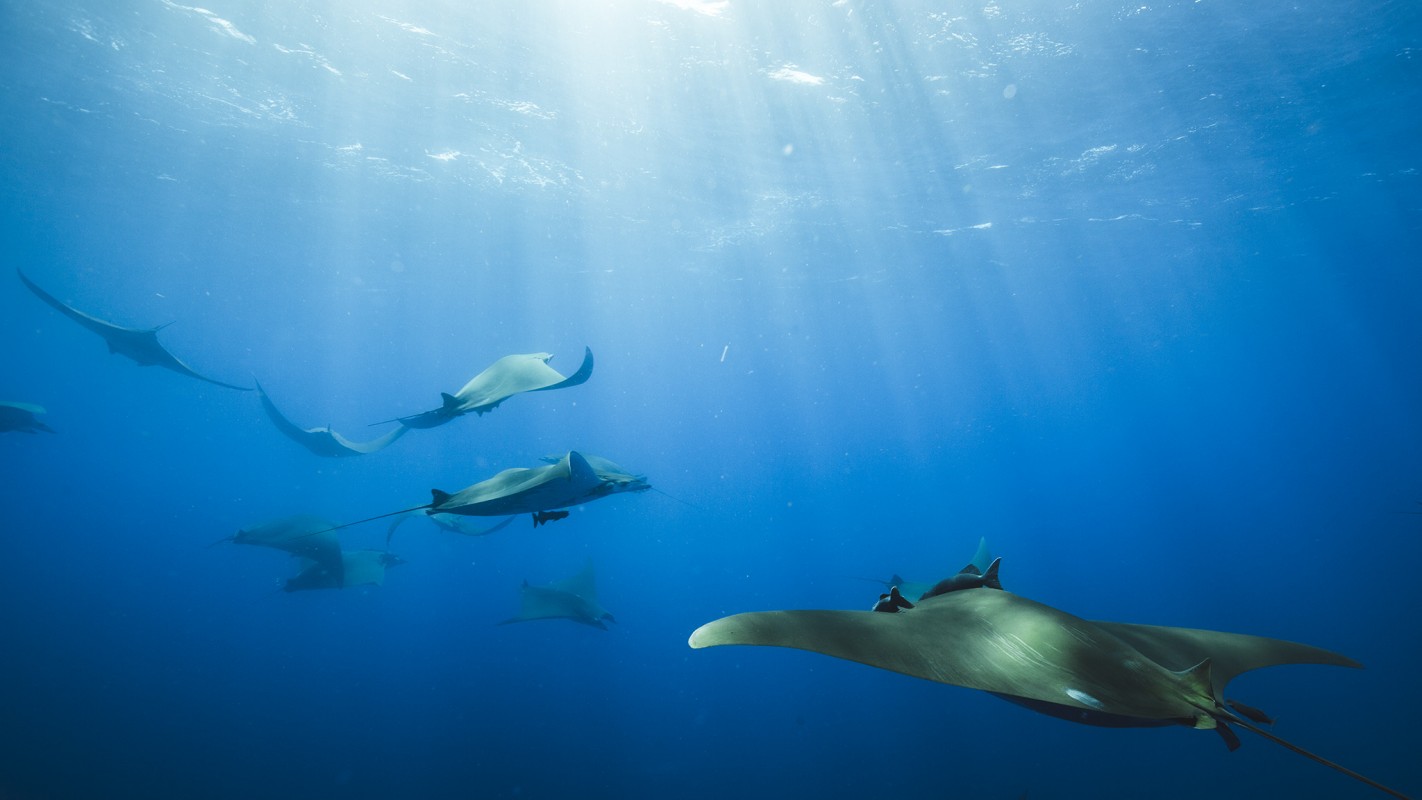 Photo of mobula rays by Daniel van Duinkerken