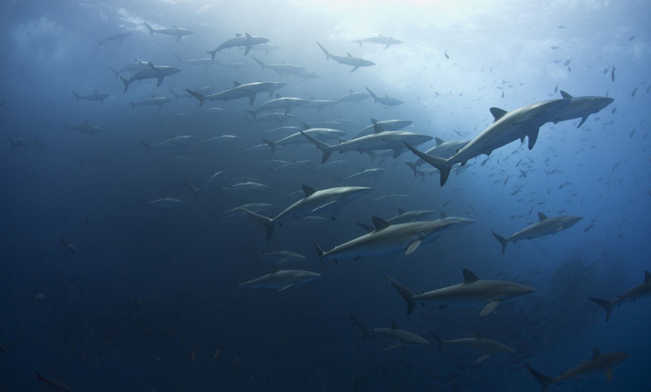 Photo courtesy of Erick Higuera Ocean Film Festival