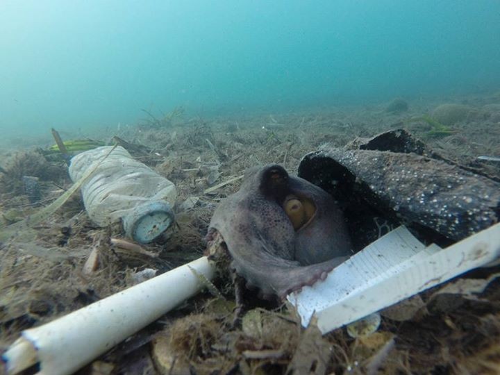 Photo Octopus marine debris courtesy of Laurent Lombard