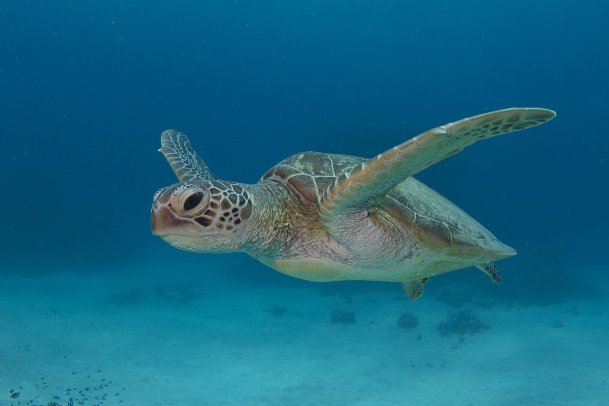 Save Our Sanctuaries photo by Xanthe Rivett