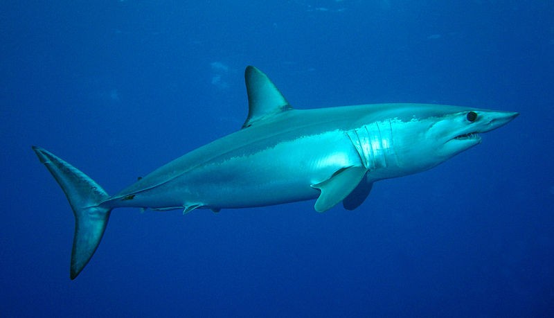 image of shortfin mako by Patrick Doll