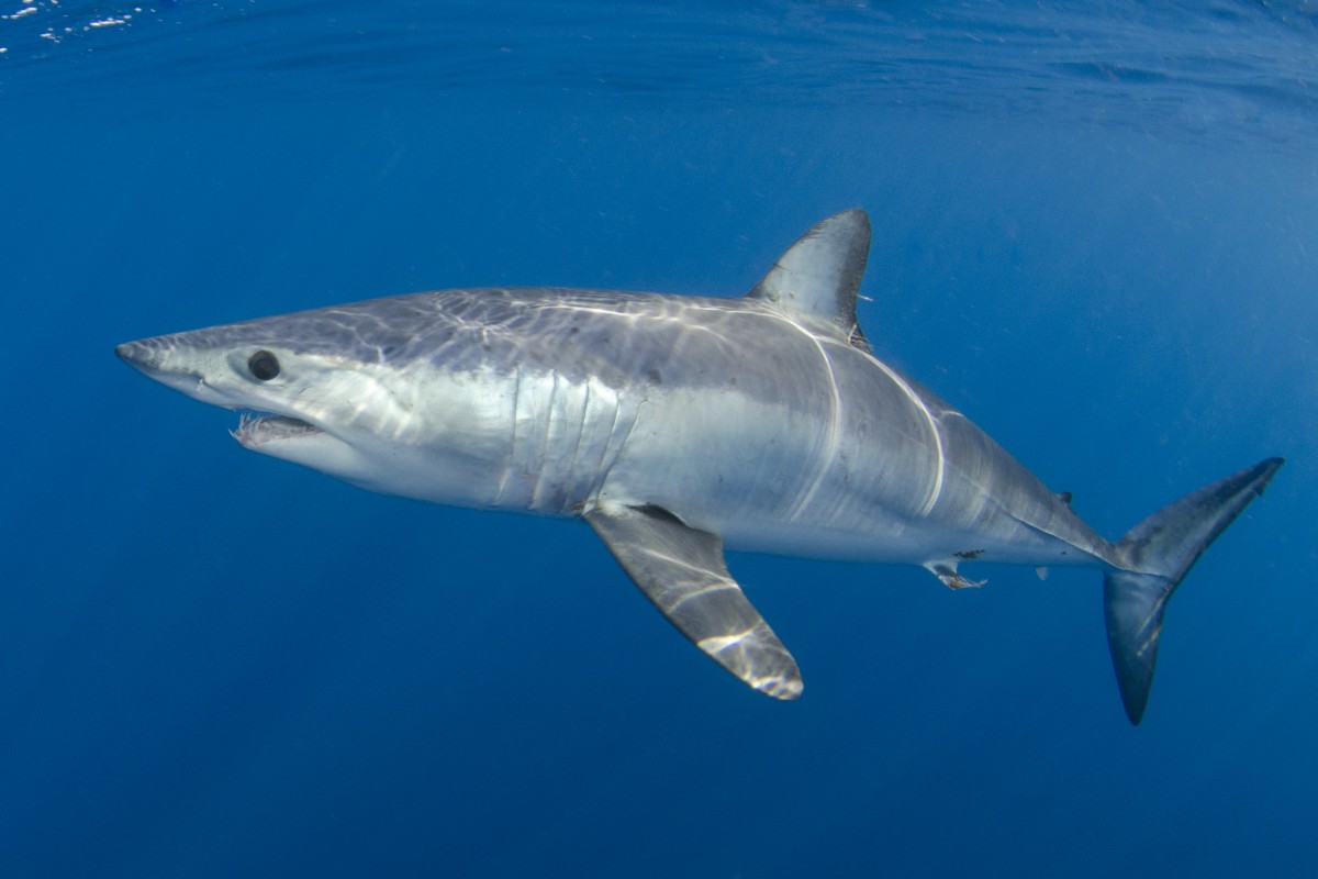 image of make shark by Andy Murch