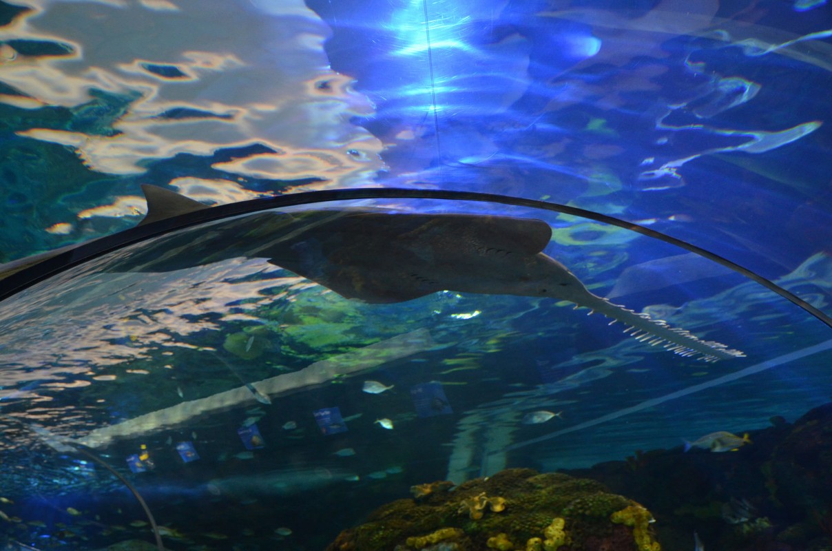 image of sawfish aquarium