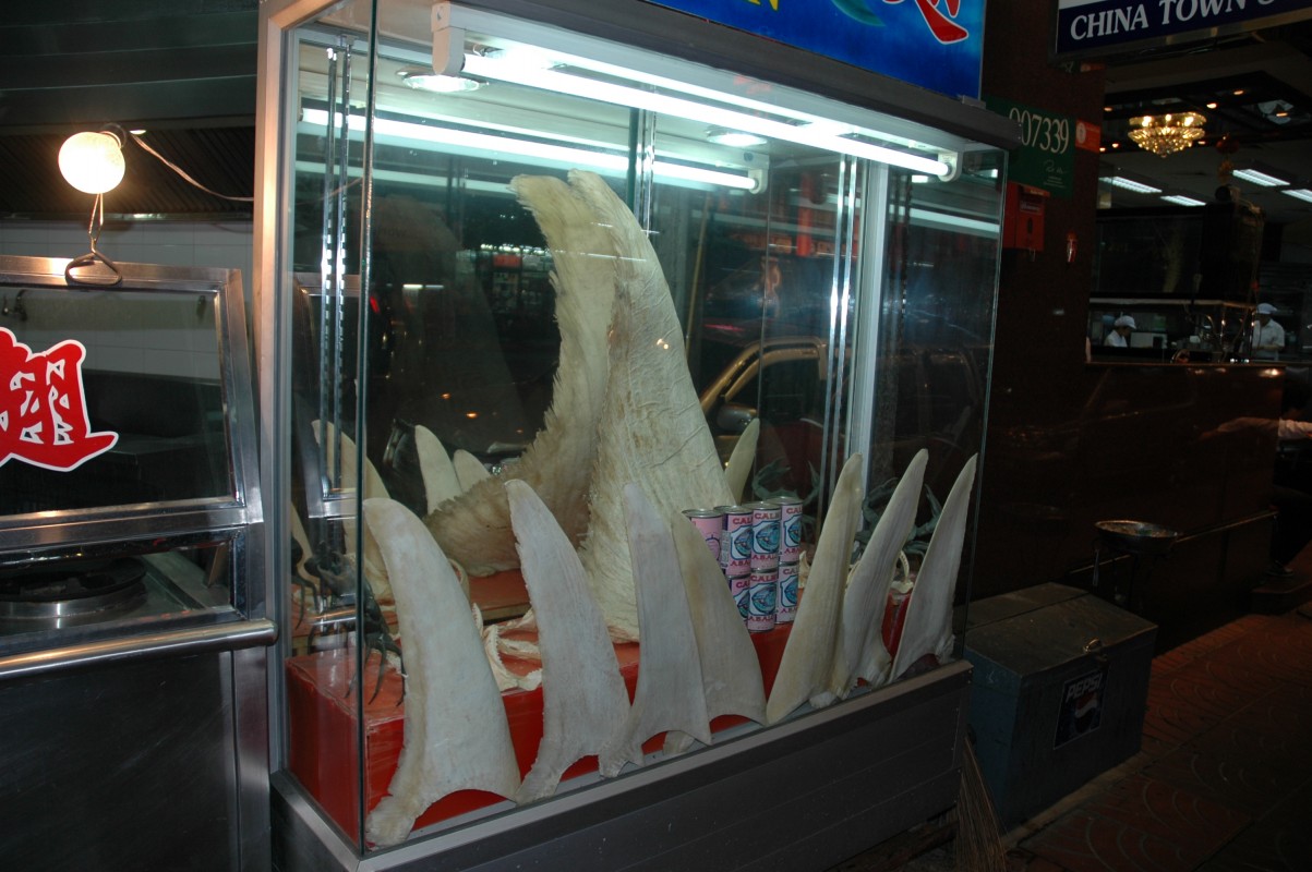 image of shark fins by Dominic Ziegler