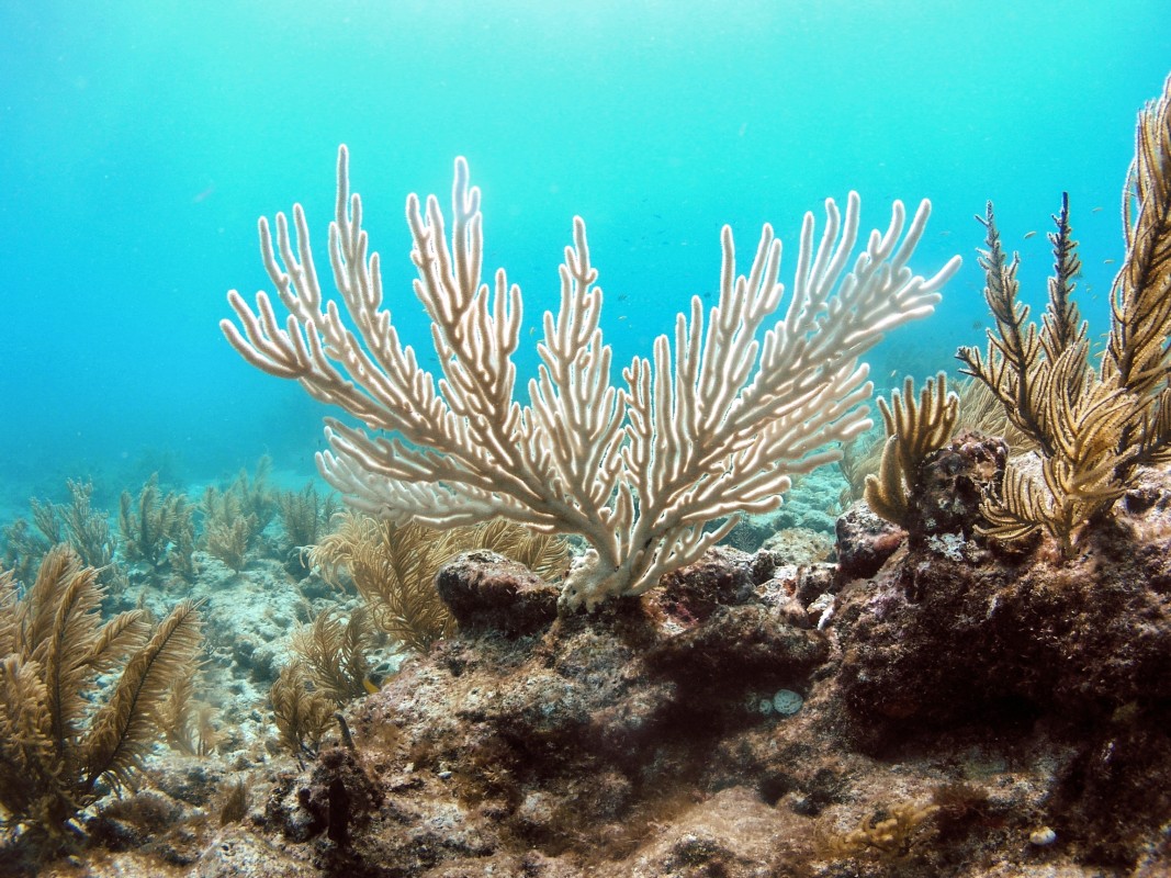 image of Bent Sea Rod Bleaching Kelsey Roberts USGS