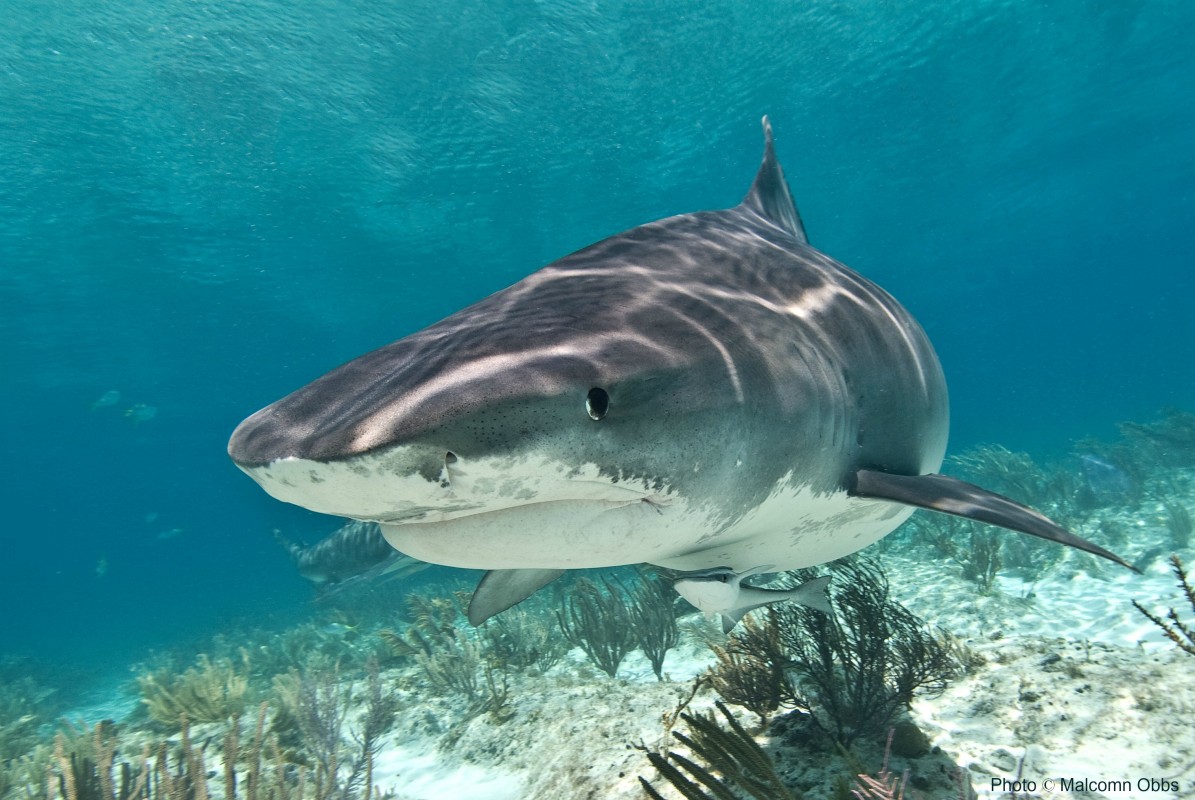 image to tiger shark wikimedia commons