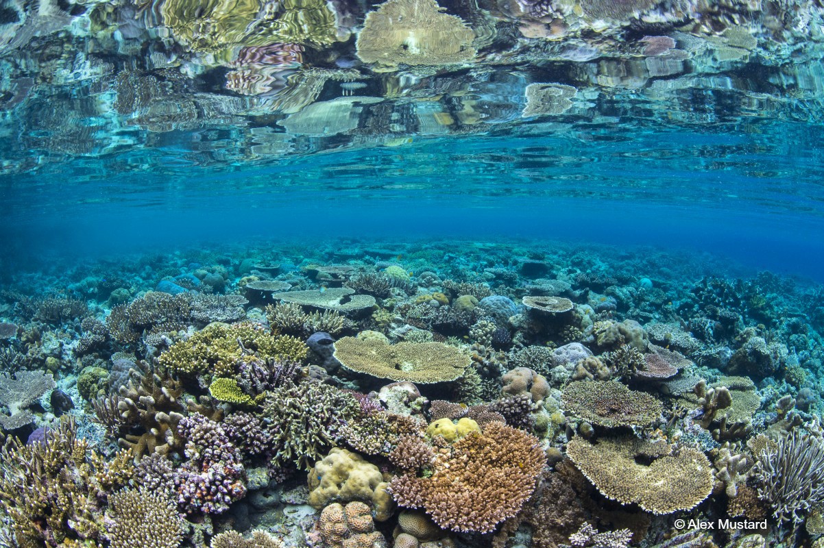 image of coral reefs Raja Ampat by Alex Mustard