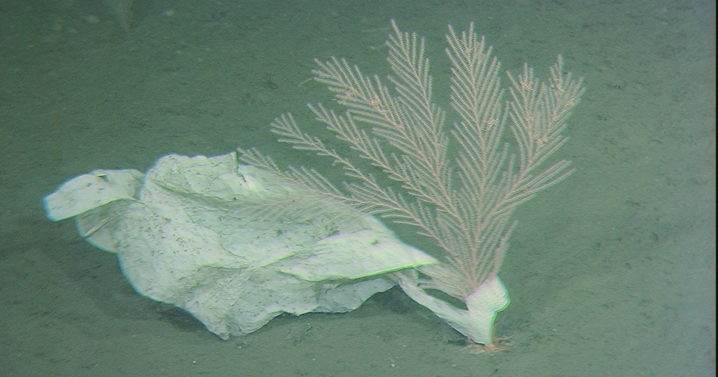 Image of Plastic Bag Found at the Bottom of World's Deepest Ocean Trench