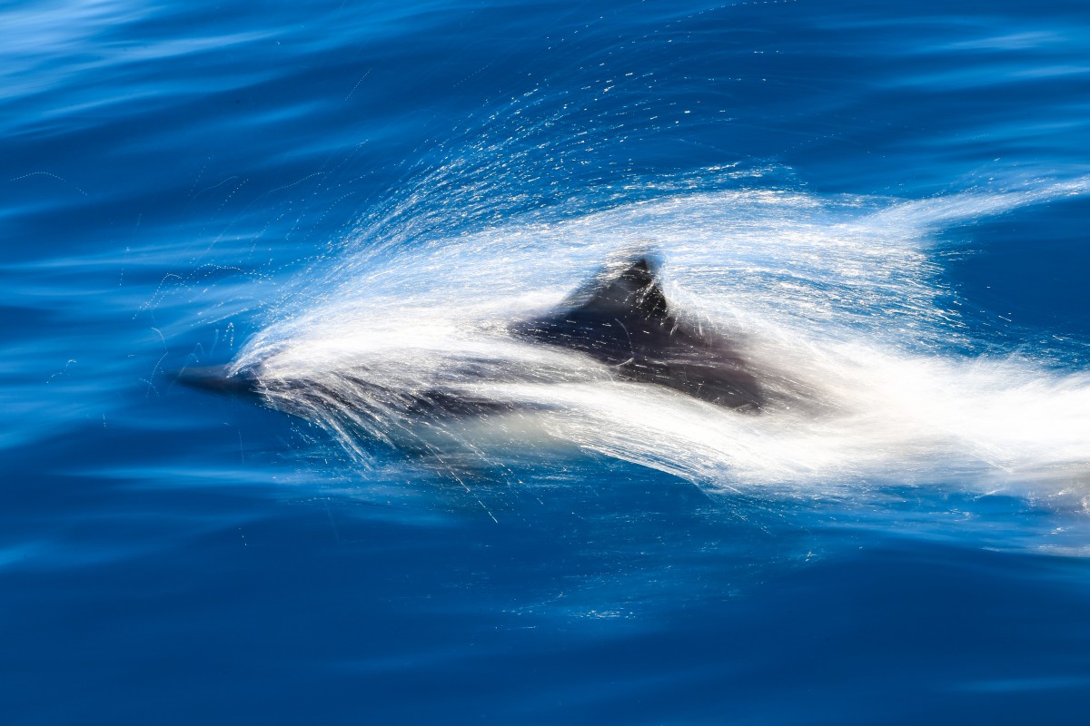 image of dolphins - Glenn Hansen