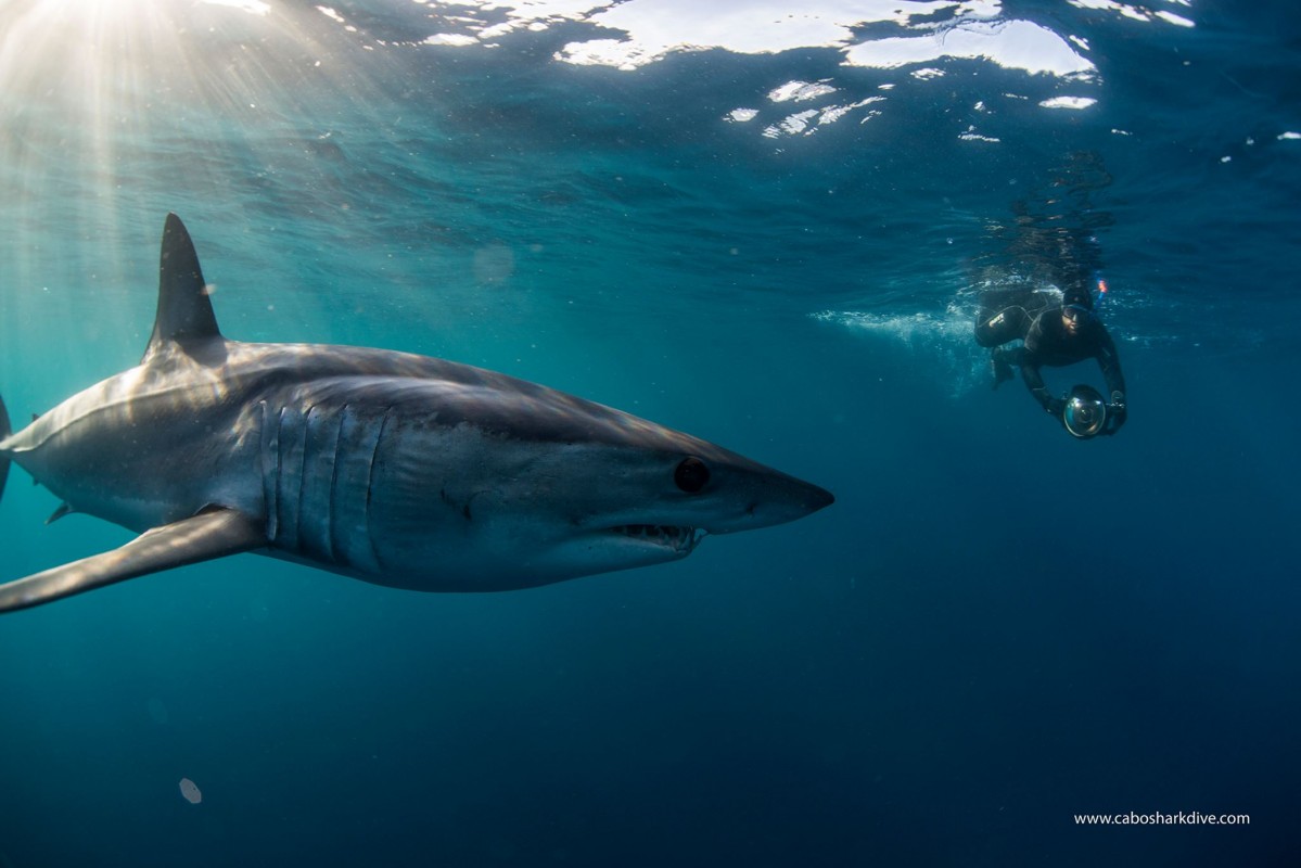 image of mako shark by Cabo Shark Dive