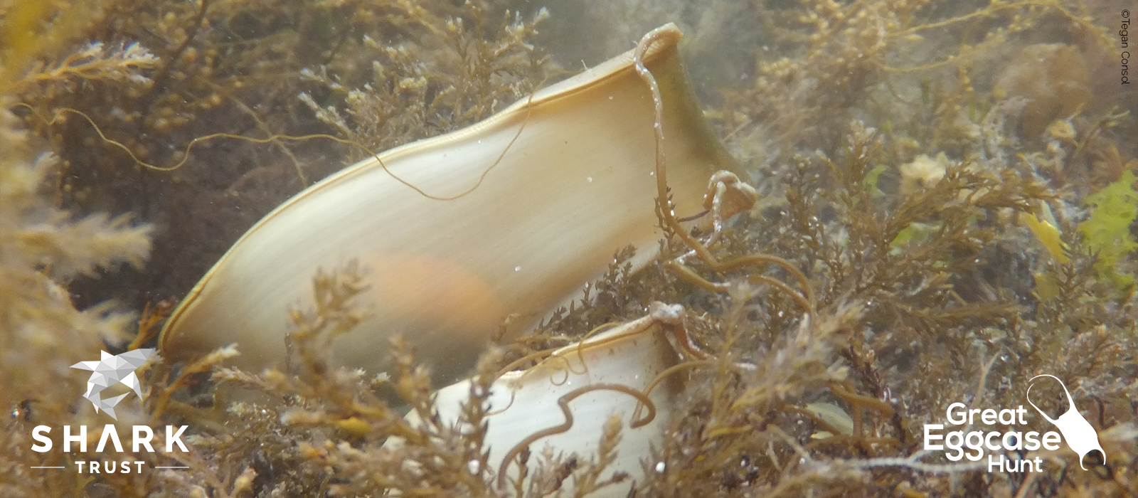 eggcase underwater