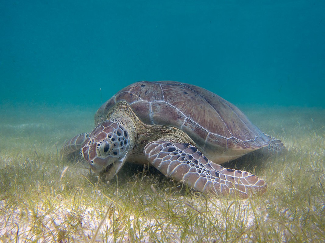 image turtle and seagrass P.Lindgren