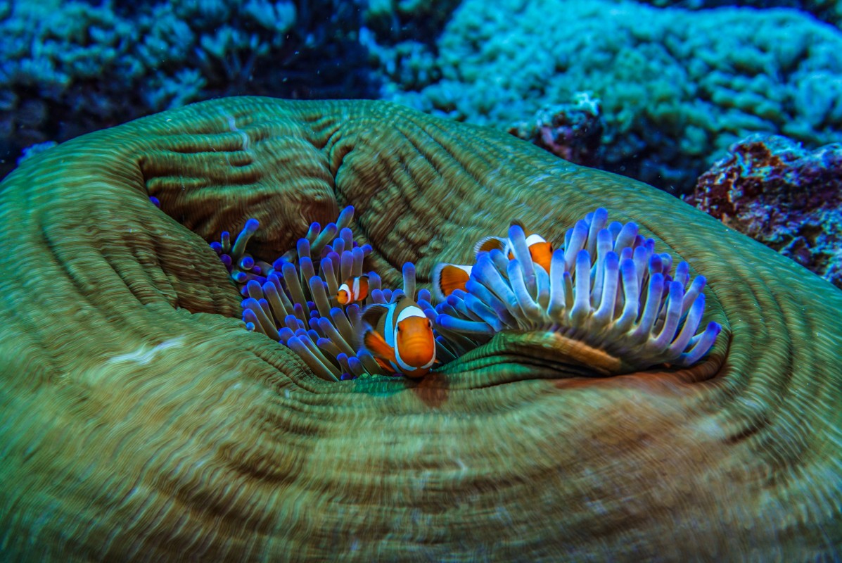 image photo of blue sea anemone and clown fish