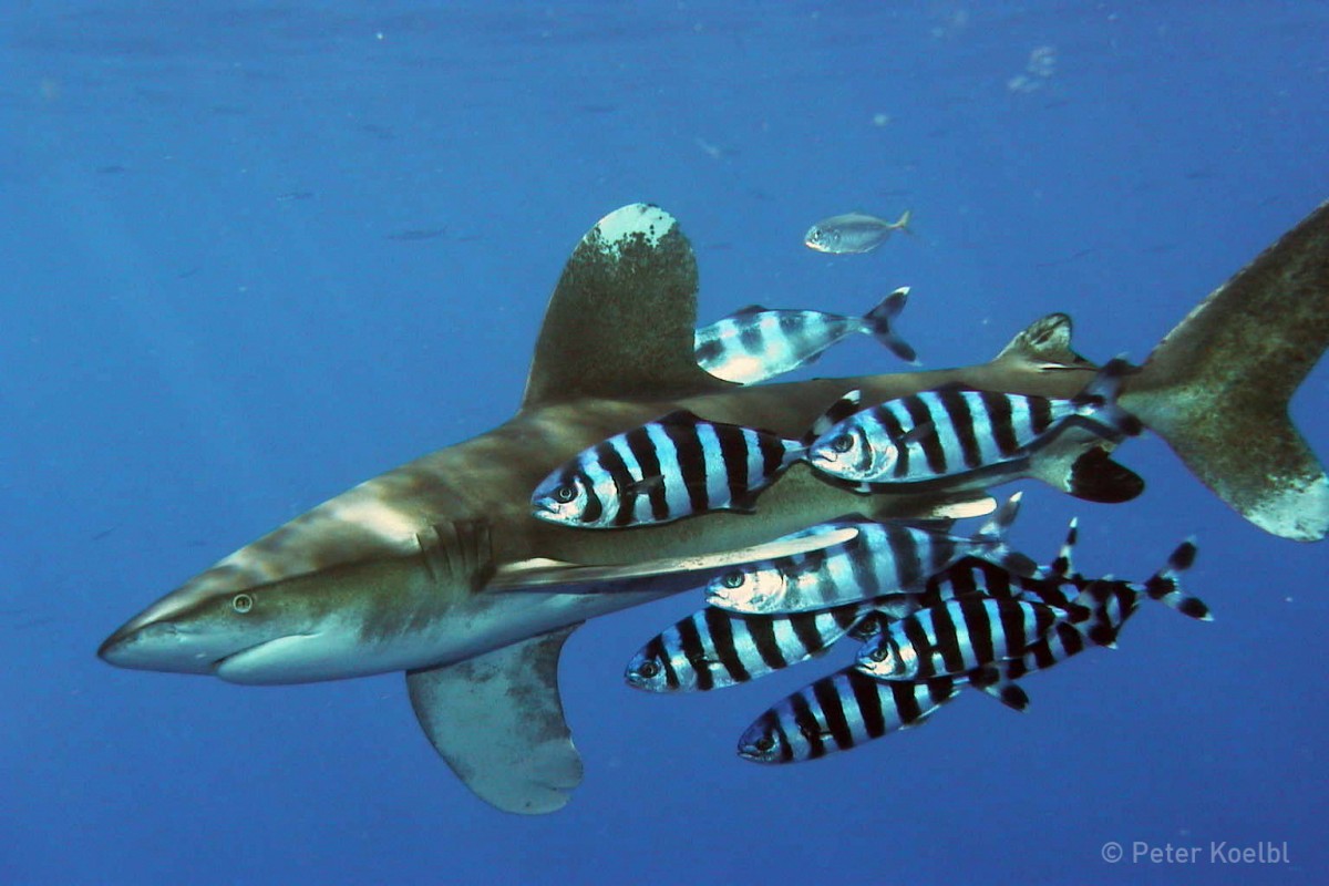 image of oceanic whitetip wikimmedia commons